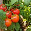 SAFLAX - BIO - Tomate - Berner Rose - 10 Samen - Solanum lycopersicum Bild 8