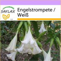 SAFLAX - Engelstrompete / Weiß - 10 Samen - Brugmansia suaveolens Bild 1
