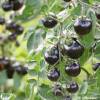 SAFLAX - BIO - Tomate - Black Cherry - 10 Samen - Solanum lycopersicum Bild 6