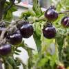 SAFLAX - BIO - Tomate - Black Cherry - 10 Samen - Solanum lycopersicum Bild 8