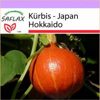 SAFLAX - Kürbis - Japan Hokkaido - 10 Samen - Cucurbita maxima Bild 1