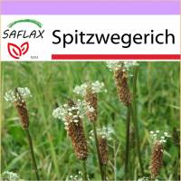 SAFLAX - Heilpflanzen - Spitzwegerich - 100 Samen - Plantago lanceolata Bild 1