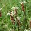 SAFLAX - Heilpflanzen - Spitzwegerich - 100 Samen - Plantago lanceolata Bild 3