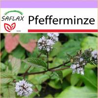 SAFLAX - Heilpflanzen - Pfefferminze - 300 Samen - Mentha piperita Bild 1