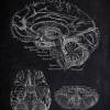 The Brain - Patent-Style - Anatomie-Poster Bild 2