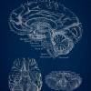 The Brain - Patent-Style - Anatomie-Poster Bild 3