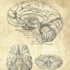 The Brain - Patent-Style - Anatomie-Poster Bild 4