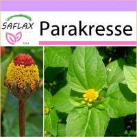 SAFLAX - Kräuter - Parakresse - 500 Samen - Acmella oleracea Bild 1