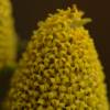 SAFLAX - Kräuter - Parakresse - 500 Samen - Acmella oleracea Bild 6