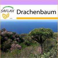 SAFLAX - Drachenbaum - 5 Samen - Dracaena Draco Bild 1