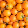 SAFLAX - BIO - Tomate - Golden Queen - 15 Samen - Solanum lycopersicum Bild 3