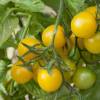 SAFLAX - BIO - Tomate - Golden Queen - 15 Samen - Solanum lycopersicum Bild 4