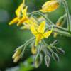 SAFLAX - BIO - Tomate - Golden Queen - 15 Samen - Solanum lycopersicum Bild 5