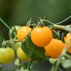 SAFLAX - BIO - Tomate - Golden Queen - 15 Samen - Solanum lycopersicum Bild 6