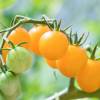 SAFLAX - BIO - Tomate - Golden Queen - 15 Samen - Solanum lycopersicum Bild 9
