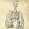 The Lung - Patent-Style - Anatomie-Poster Bild 4