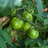 SAFLAX - BIO - Tomate - Green Zebra - 10 Samen - Solanum lycopersicum Bild 5