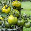 SAFLAX - BIO - Tomate - Green Zebra - 10 Samen - Solanum lycopersicum Bild 8