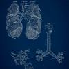 The Lung No. 4 - Patent-Style - Anatomie-Poster Bild 3