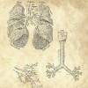 The Lung No. 4 - Patent-Style - Anatomie-Poster Bild 4