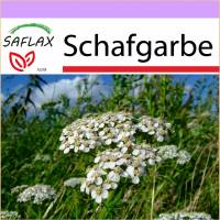 SAFLAX - Heilpflanzen - Schafgarbe - 200 Samen - Achillea millefolium Bild 1