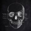 The Scull No. 4 - Patent-Style - Anatomie-Poster Bild 2