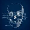 The Scull No. 4 - Patent-Style - Anatomie-Poster Bild 3
