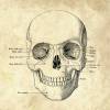 The Scull No. 4 - Patent-Style - Anatomie-Poster Bild 4
