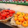 SAFLAX - BIO - Tomate - Rouge de Marmande - 10 Samen - Solanum lycopersicum Bild 6