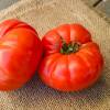 SAFLAX - BIO - Tomate - Rouge de Marmande - 10 Samen - Solanum lycopersicum Bild 8