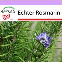 SAFLAX - Heilpflanzen - Echter Rosmarin - 100 Samen - Rosmarinus officinalis Bild 1