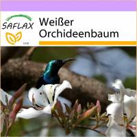 SAFLAX - Weißer Orchideenbaum - 5 Samen - Bauhinia variegata candida Bild 1