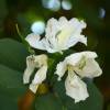 SAFLAX - Weißer Orchideenbaum - 5 Samen - Bauhinia variegata candida Bild 3