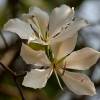 SAFLAX - Weißer Orchideenbaum - 5 Samen - Bauhinia variegata candida Bild 7