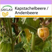 SAFLAX - Kapstachelbeere / Andenbeere - 100 Samen - Physalis peruviana Bild 1