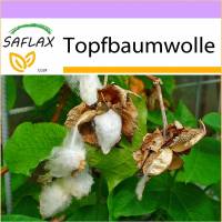 SAFLAX - Topfbaumwolle - 12 Samen - Gossypium herbaceum Bild 1