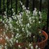 SAFLAX - Heilpflanzen - Echter Thymian - 200 Samen - Thymus vulgaris Bild 3
