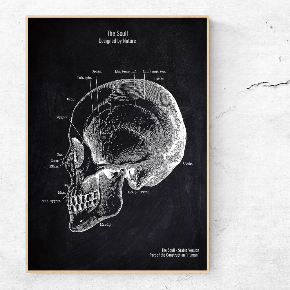 The Scull No. 5 - Patent-Style - Anatomie-Poster Bild 1
