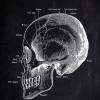 The Scull No. 5 - Patent-Style - Anatomie-Poster Bild 2
