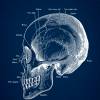 The Scull No. 5 - Patent-Style - Anatomie-Poster Bild 3