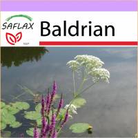 SAFLAX - Heilpflanzen - Baldrian - 200 Samen - Valeriana officinalis Bild 1