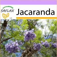 SAFLAX - Jacaranda - 50 Samen - Jacaranda mimosifolia Bild 1