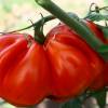 SAFLAX - BIO - Tomate - Ochsenherz - 10 Samen - Solanum lycopersicum Bild 3
