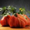 SAFLAX - BIO - Tomate - Ochsenherz - 10 Samen - Solanum lycopersicum Bild 6
