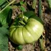 SAFLAX - BIO - Tomate - Ochsenherz - 10 Samen - Solanum lycopersicum Bild 7