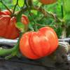 SAFLAX - BIO - Tomate - Ochsenherz - 10 Samen - Solanum lycopersicum Bild 8