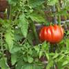 SAFLAX - BIO - Tomate - Ochsenherz - 10 Samen - Solanum lycopersicum Bild 9
