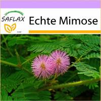 SAFLAX - Echte Mimose - 70 Samen - Mimosa pudica Bild 1