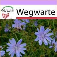 SAFLAX - Heilpflanzen - Wegwarte - 250 Samen - Cichorium intybus