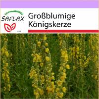 SAFLAX - Heilpflanzen - Großblumige Königskerze - 500 Samen - Verbascum densiflorum Bild 1